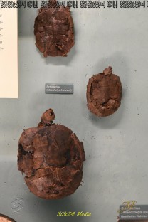 Fossilien von Weltrang wären unter den Abfällen einer zentralen Mülldeponie verschwunden (Bild: Natalia Siedler)